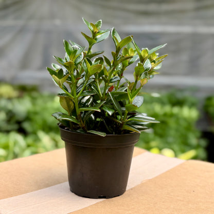Nematanthus Black Gold Fish