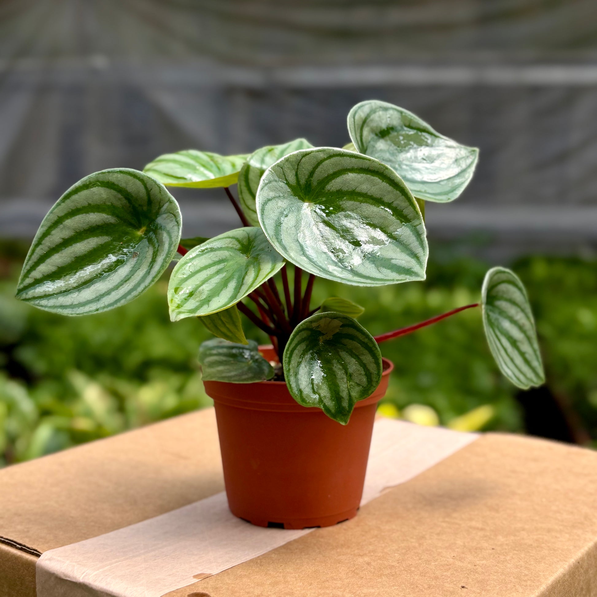 watermelon indoor plant Watermelon Peperomia 6" Pot