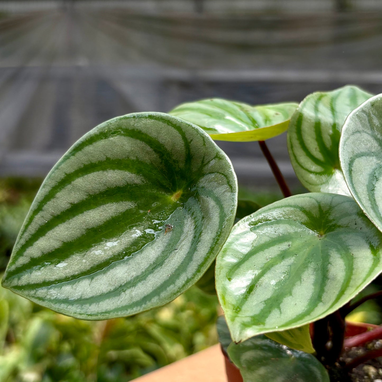 Ficus Lyrata (Hoja de violín)