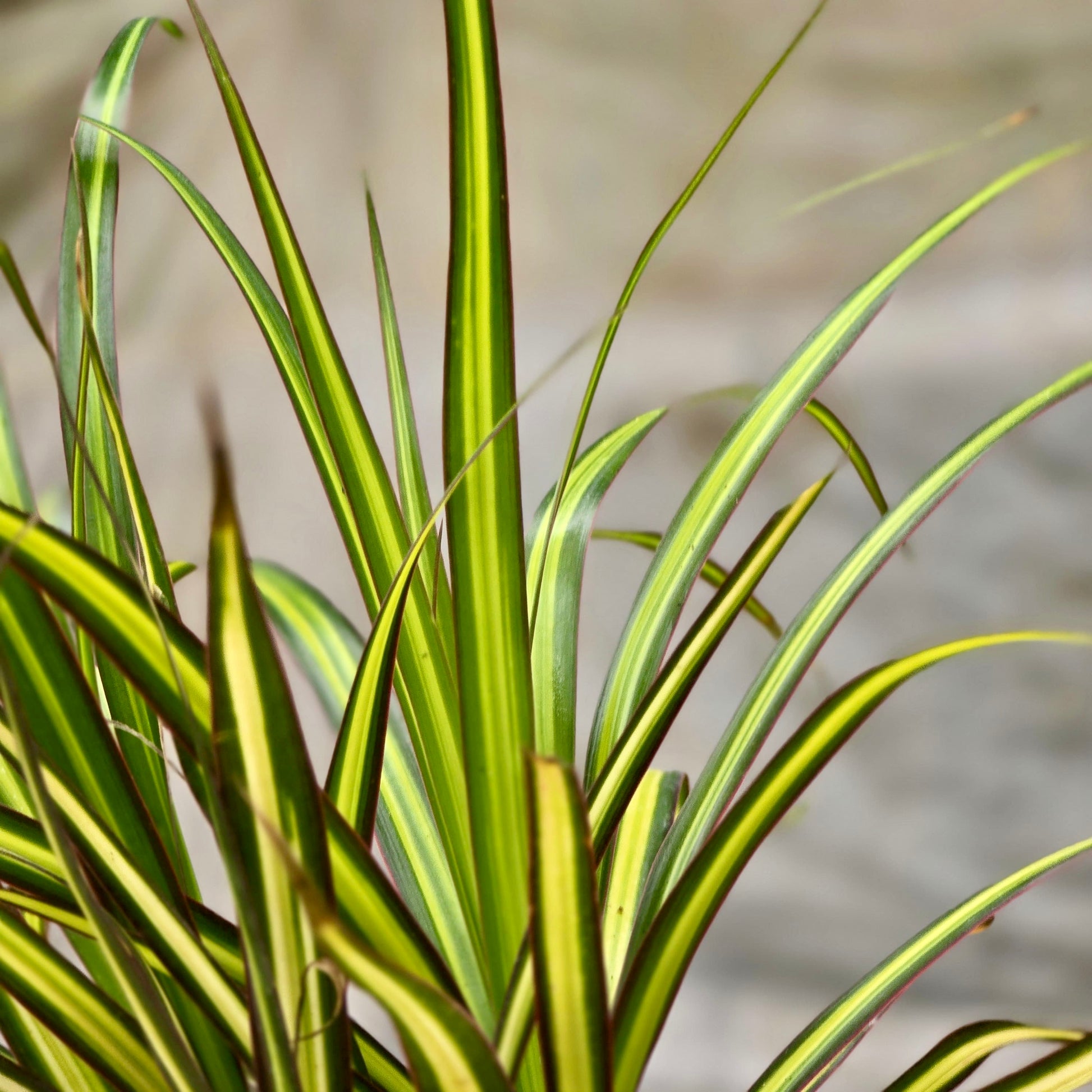 sun ray dracaena Dracaena Sunray Cane – Plants-Zen