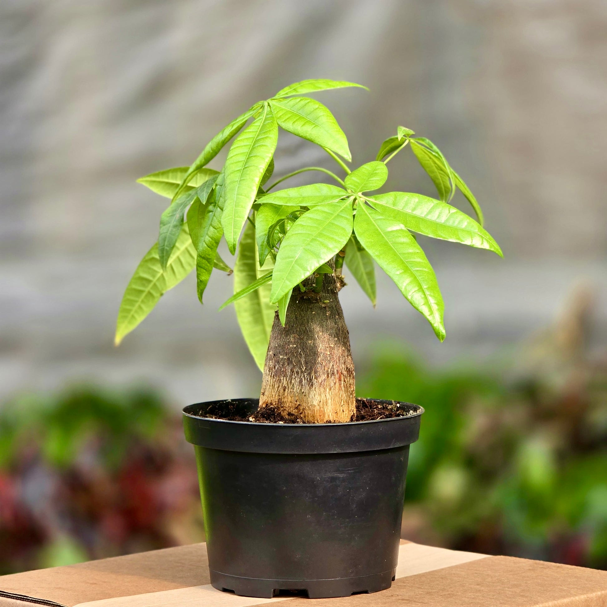 zen money tree Braided Pachira Stump Money Tree