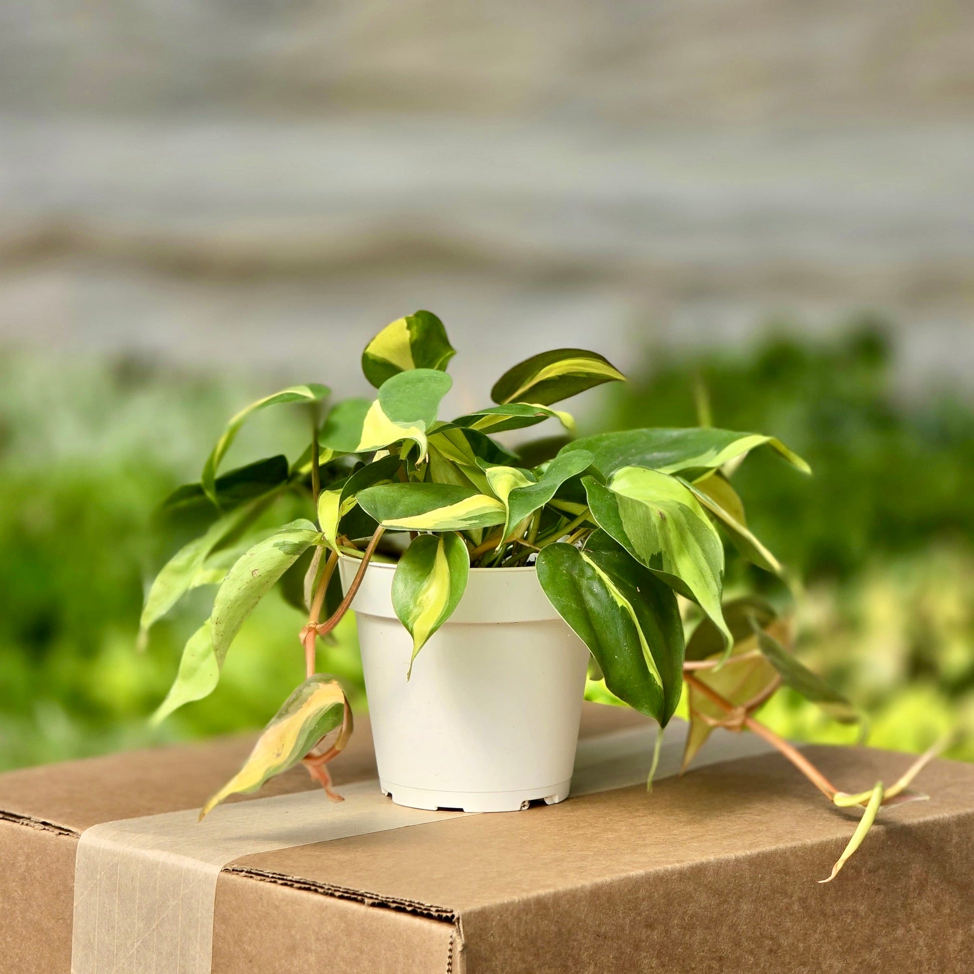 philodendron brasil light Philodendron Brazil – Plants-Zen