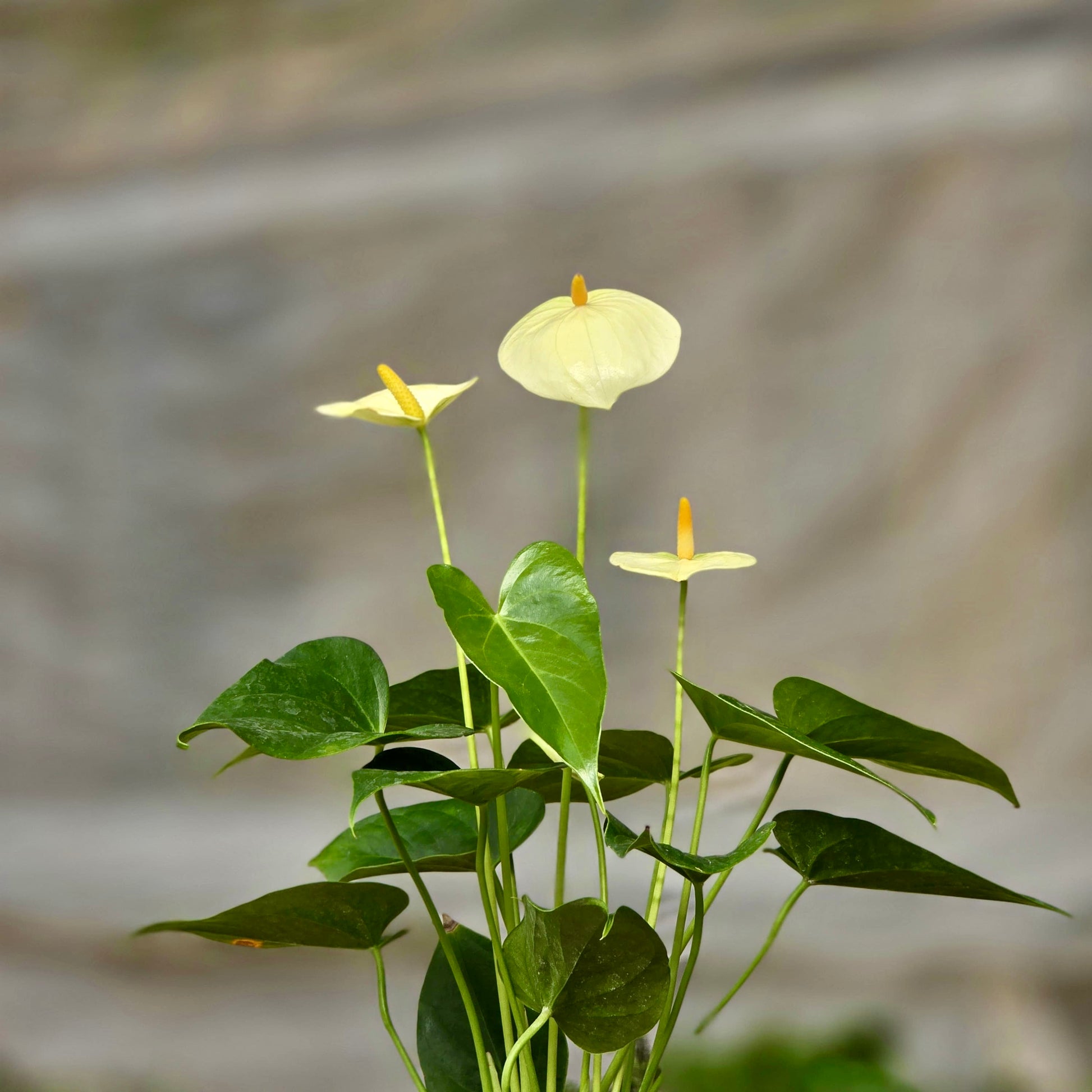 anthurium enano blanco Anthurium White – Plants-Zen
