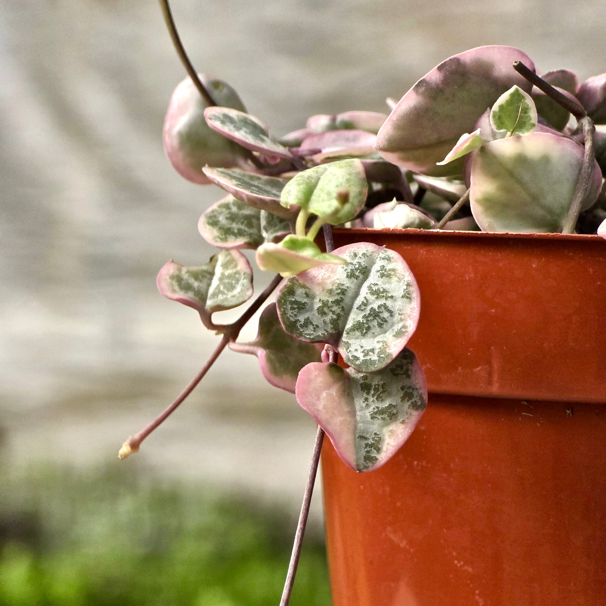 rare string succulents Succulent String of Hearts Variegated