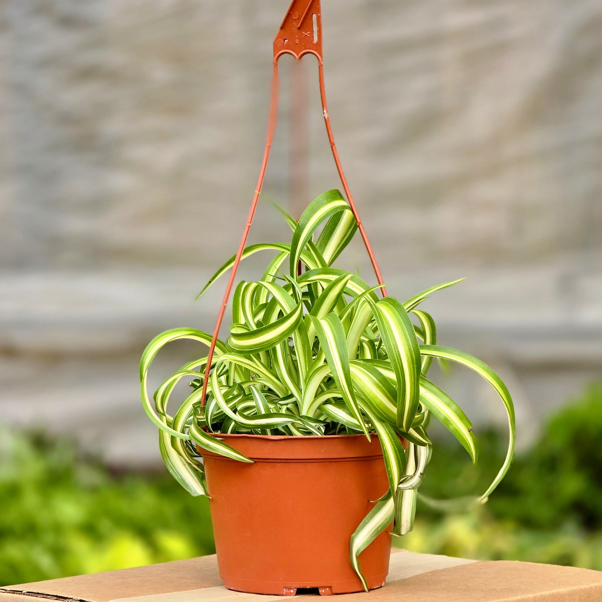 indoor curly plant CURLY SPIDER - BONNIE