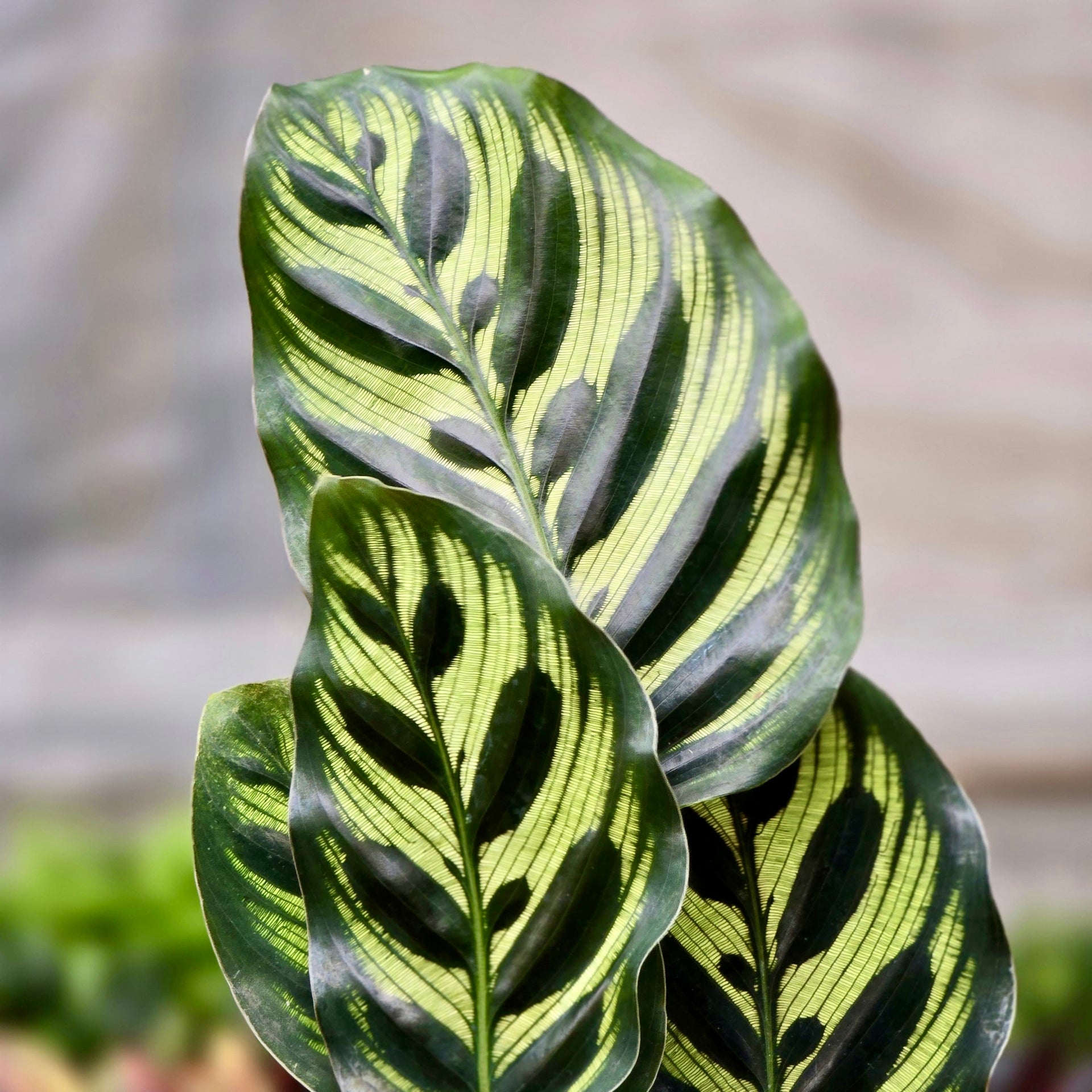Calathea Makoyana – Plants-Zen