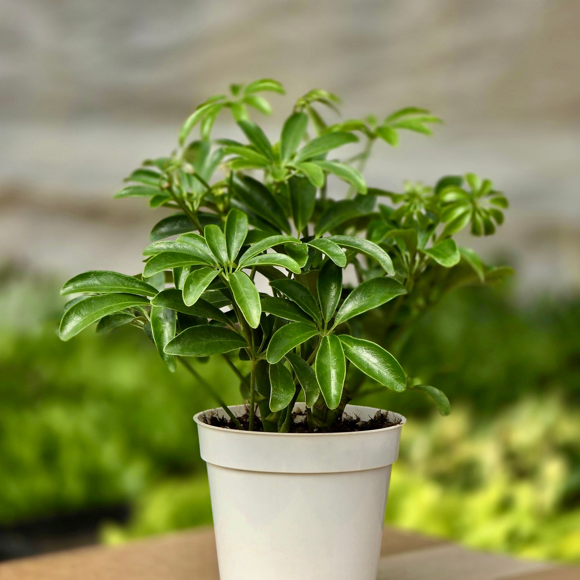 schefflera arboricola mini green Schefflera Arboricola Green (Umbrella) – Plants-Zen