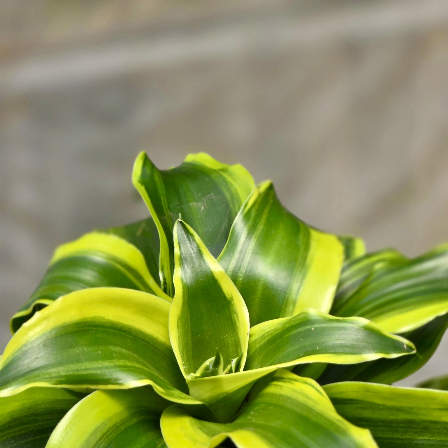twister dracaena Dracaena Tornado – Plants-Zen