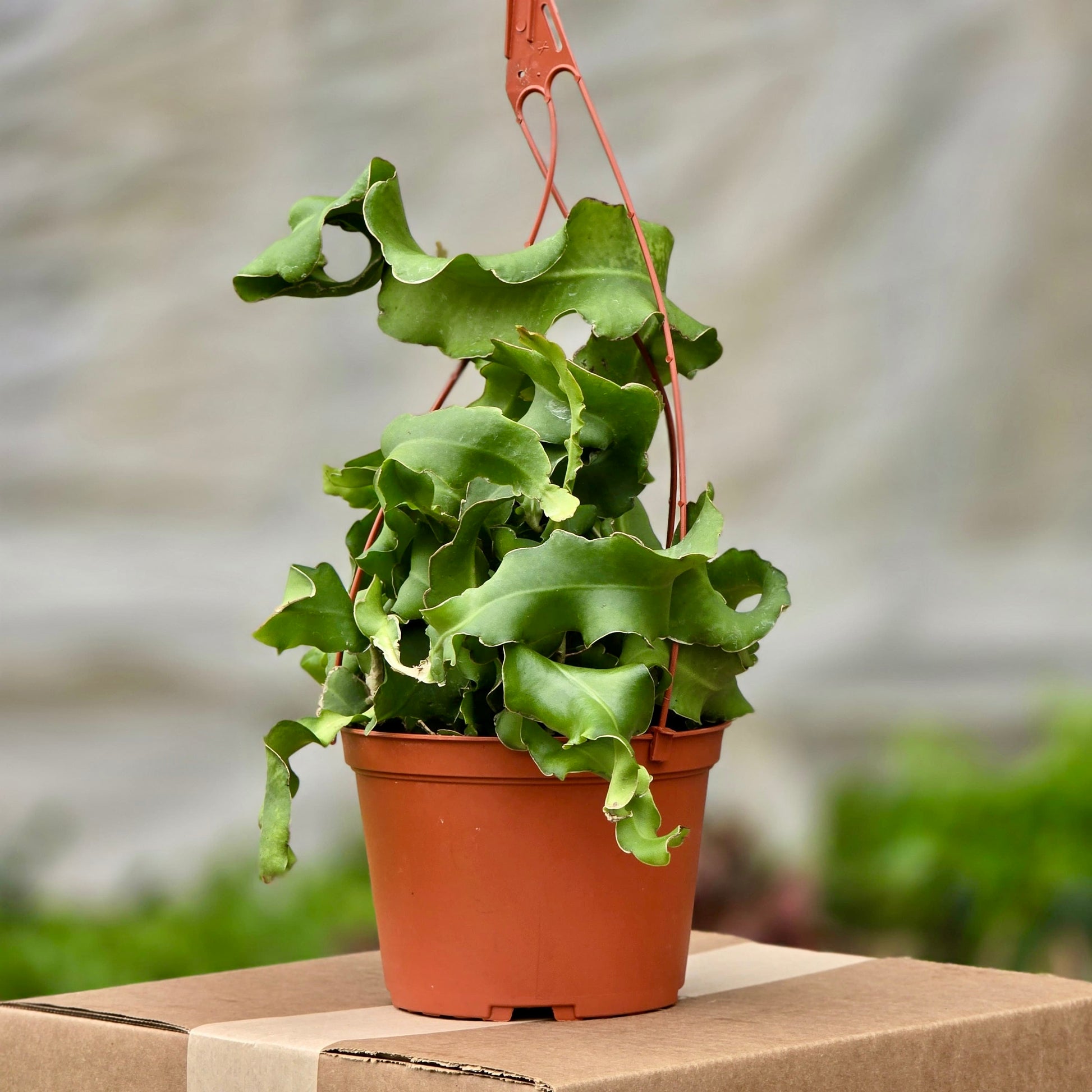 succulent orchid cactus Cactus Orchid Curly – Plants-Zen