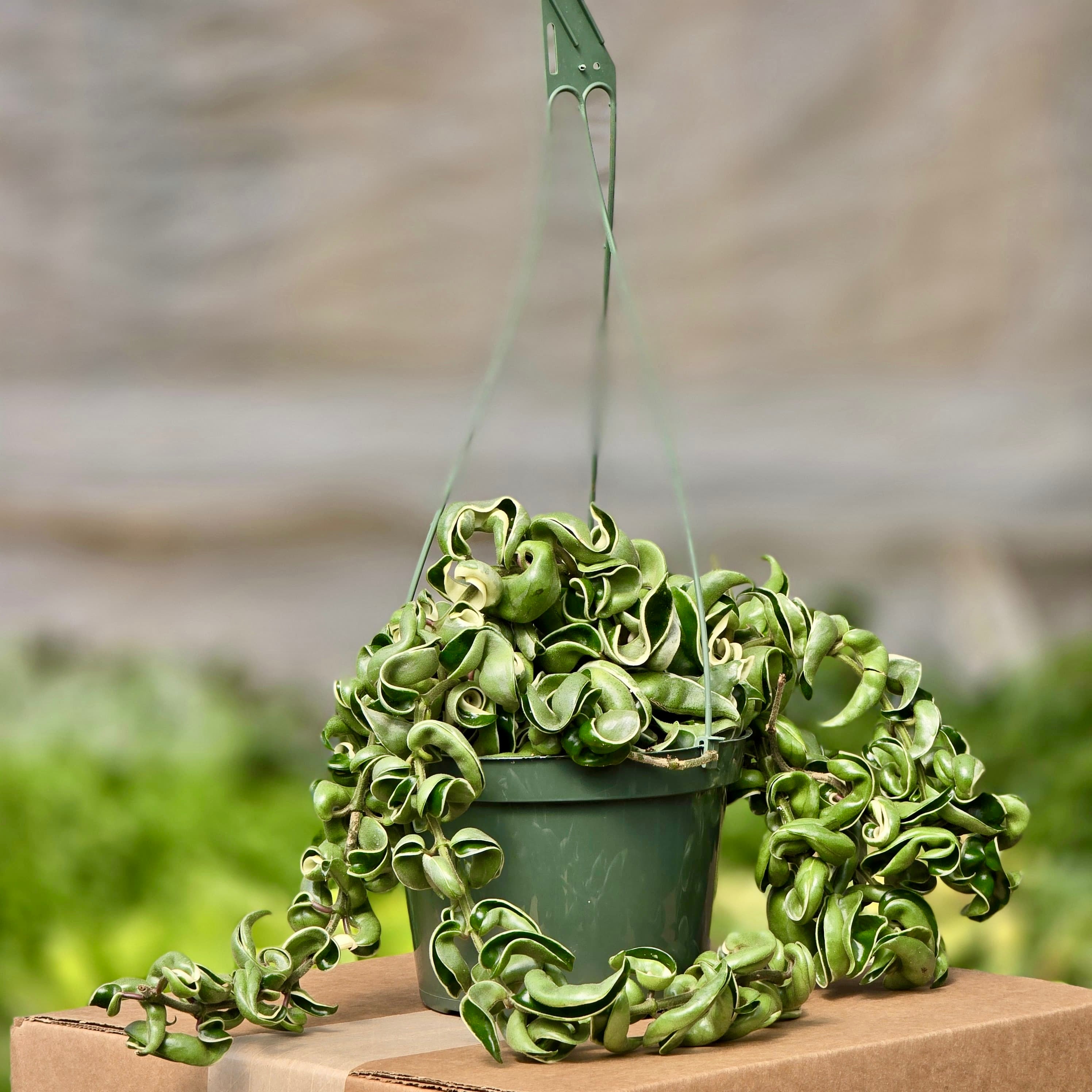 Zen Rope Hoya Rope Variegated (Hindu Rope) – Plants-Zen