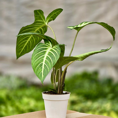 xanthosoma house plant Xanthosoma Lendenii (Magnificum) – Plants-Zen