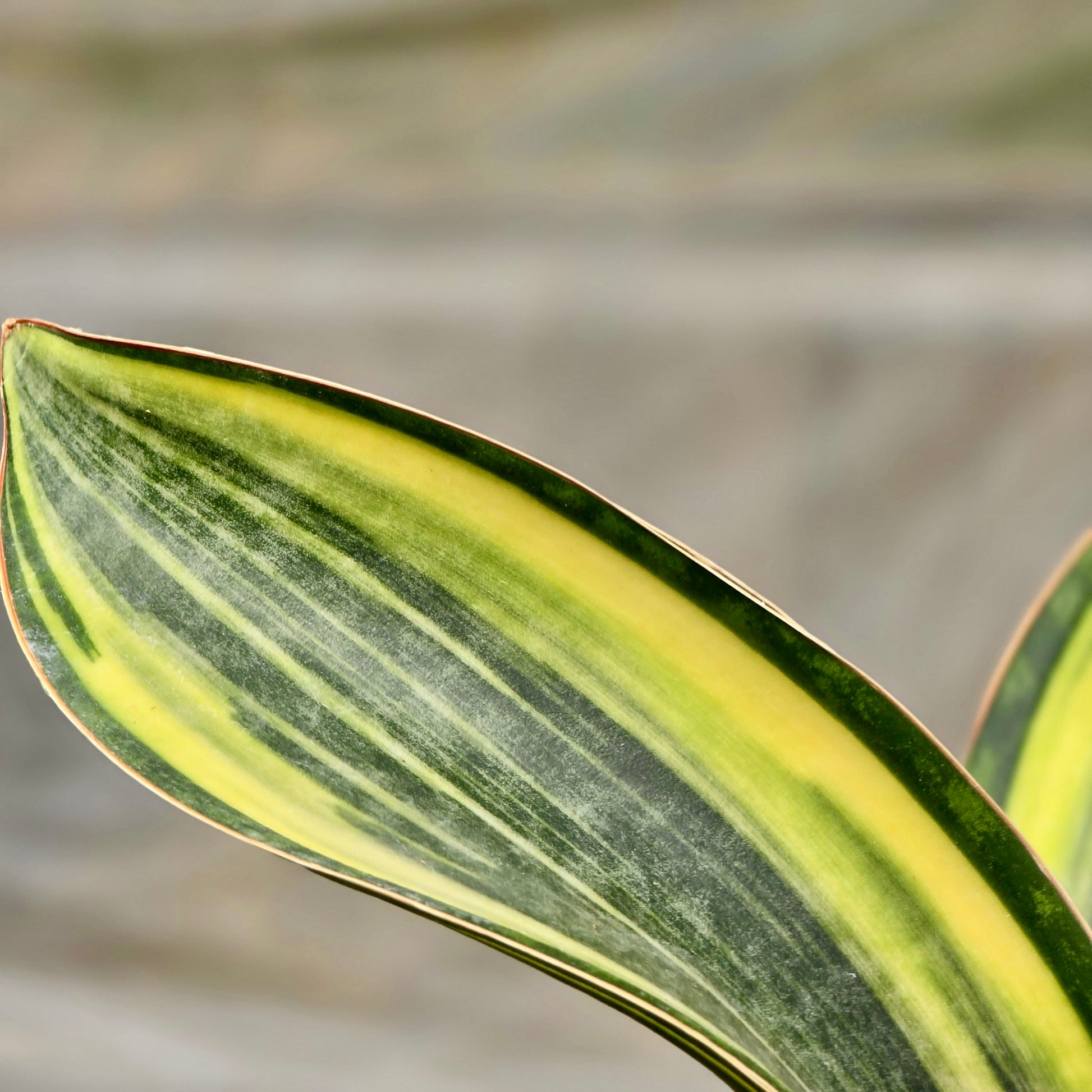 shark snake plant Snake Shark Fin Variegated (Sansevieria Shark) – Plants-Zen