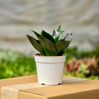 jade sansevieria Sansevieria trifasciata 'Jade Star' (4")