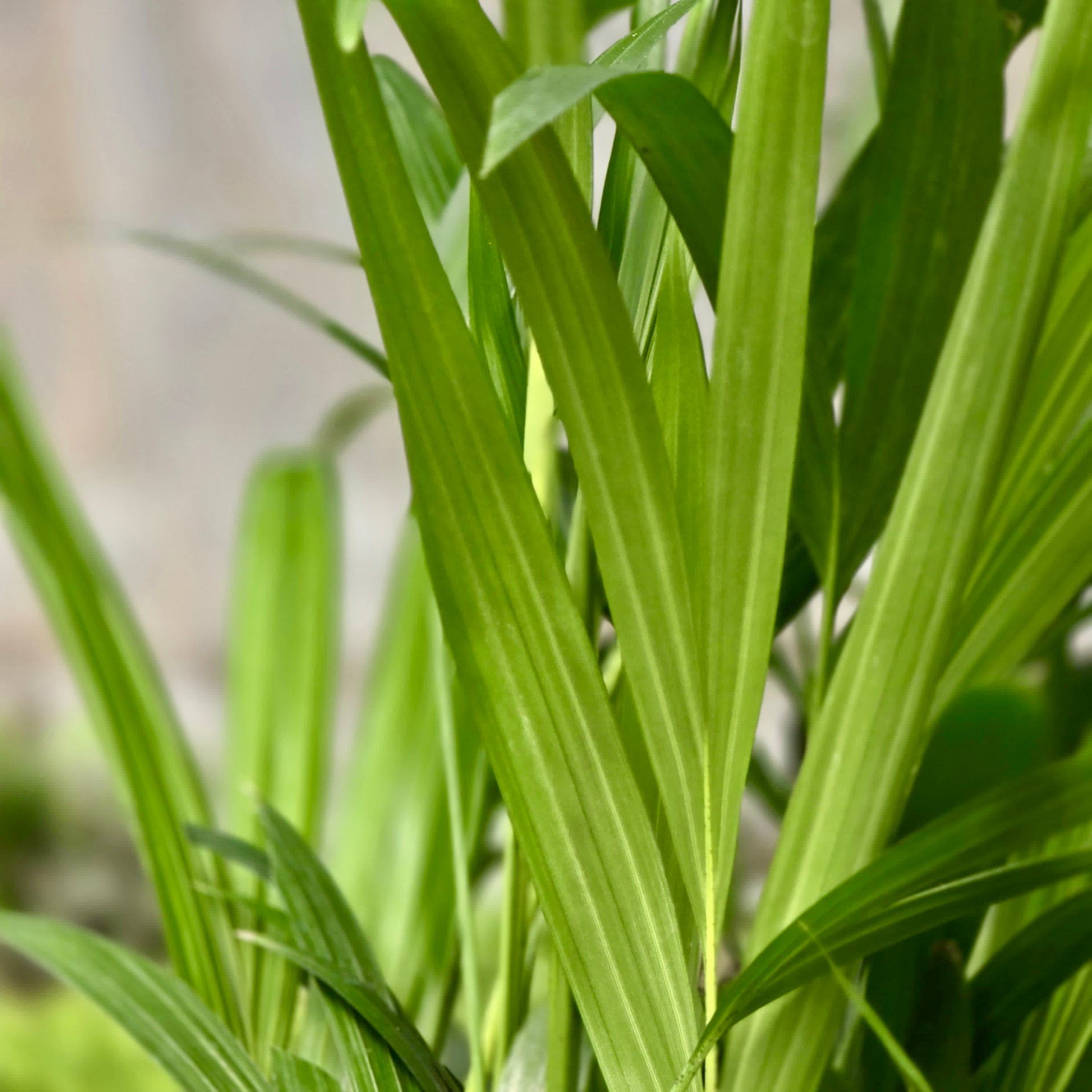 la palma areca Palma Areca – Plants-Zen