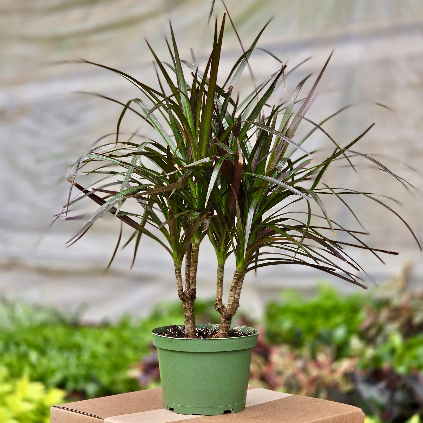dracaena cane marginata care Dracaena Marginata Cane – Plants-Zen