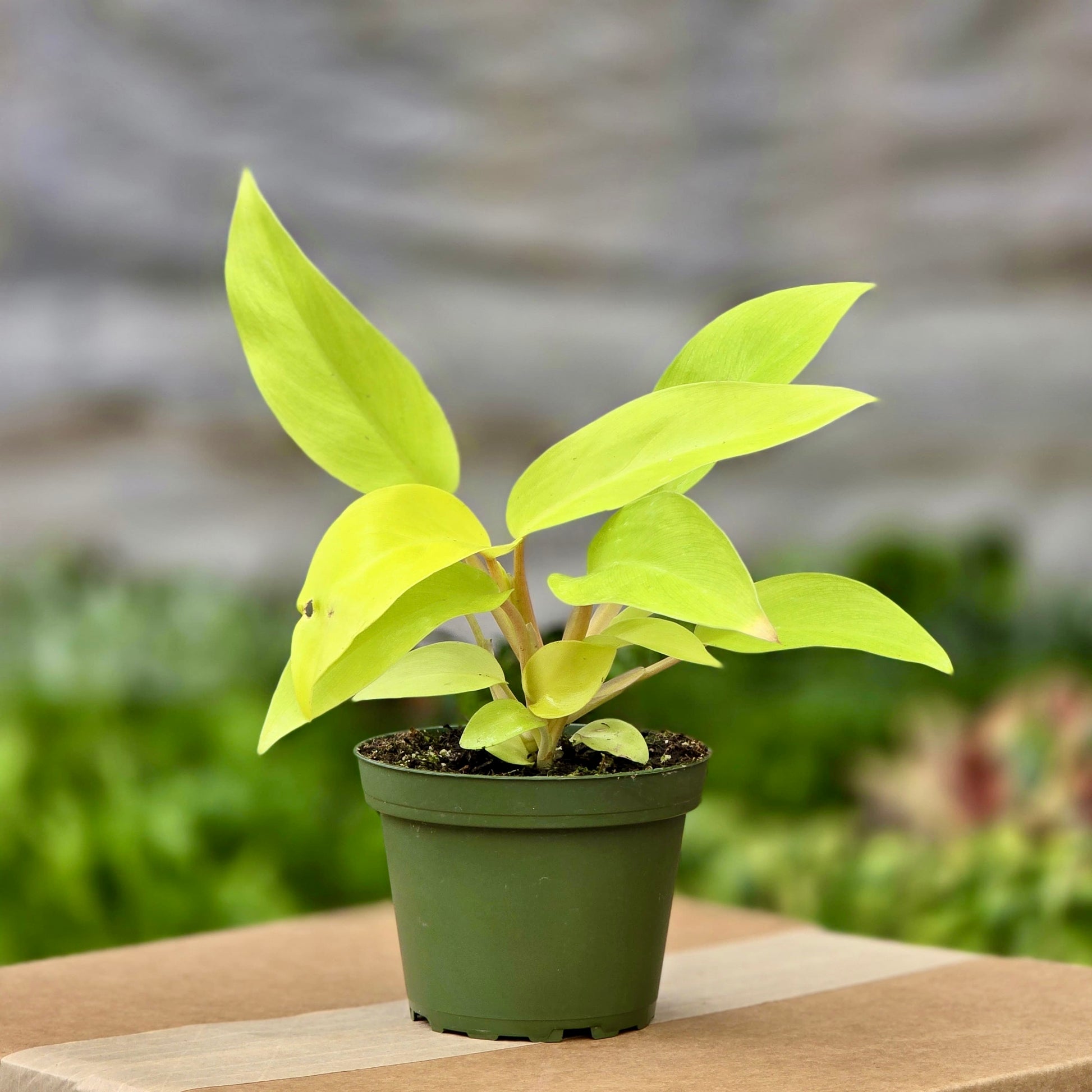 philodendron moonlight light Philodendron Moonlight – Plants-Zen
