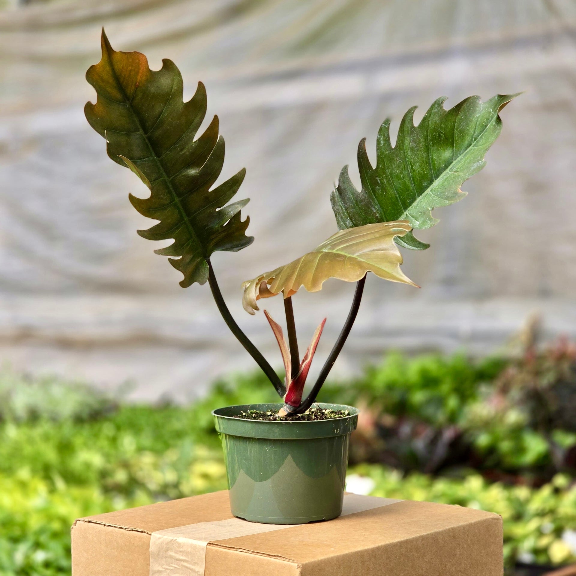 philodendron pluto for sale Philodendron Caramel Pluto