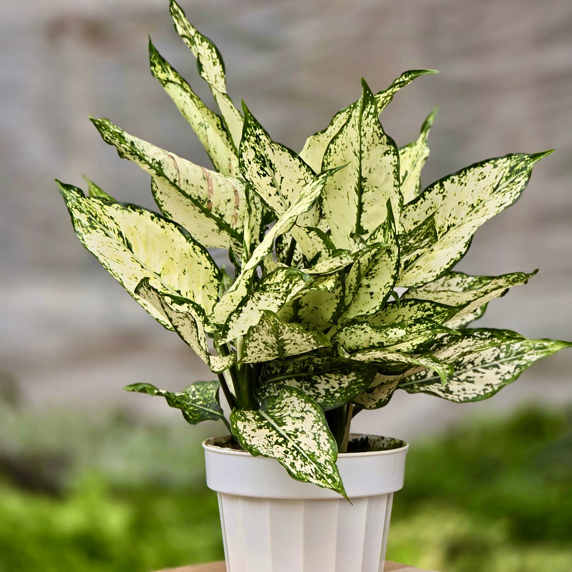 first diamond aglaonema Chinese Evergreen 'First Diamond' 4" Pot