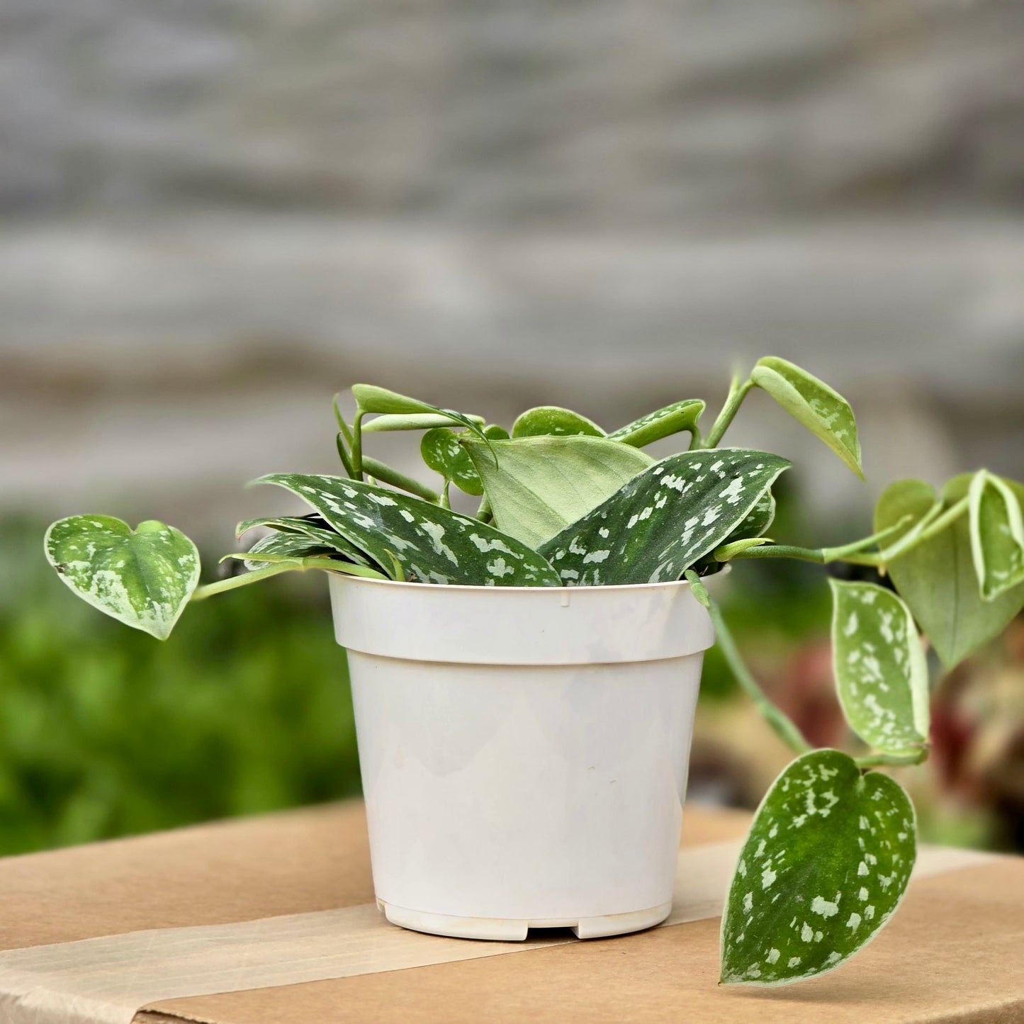 pothos buy near me Pothos Satin – Plants-Zen